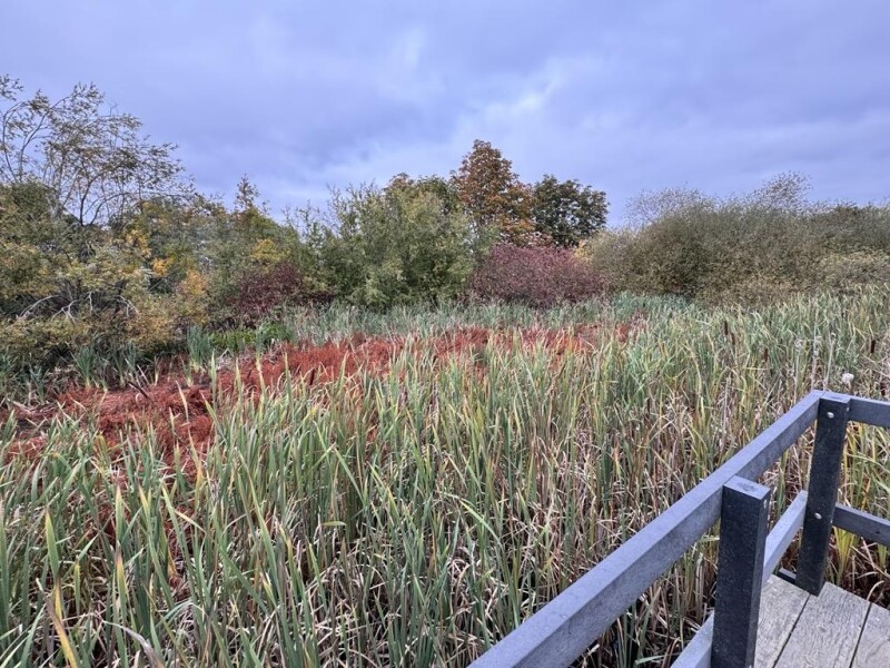 Image shows a landscape of bullrushes and pondweed clogging up a balancing lake with trees in the distance and a wooden observation platform in the fo